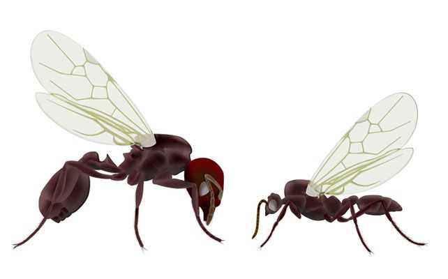 flying ants